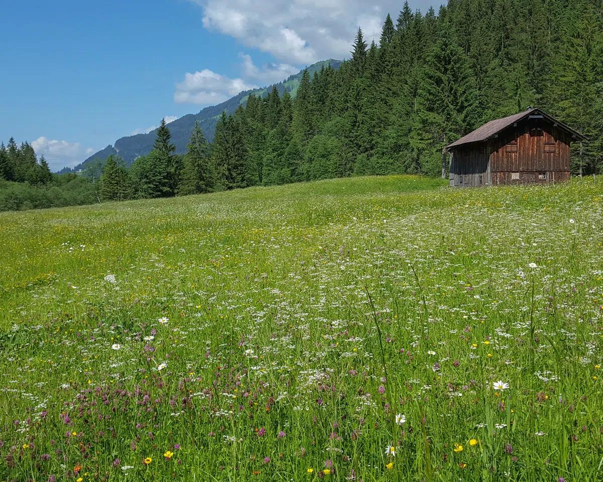 Naturzeithof Hirschegg (Vorarlberg) Kültér fotó